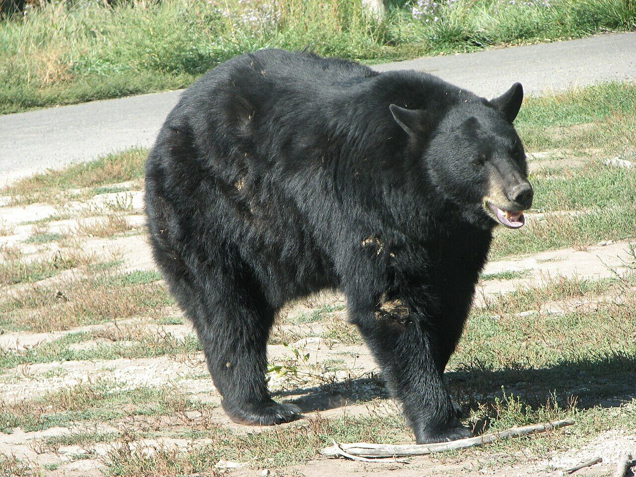 Bear… invades zoo, to live with other bears. “He was a gentleman”