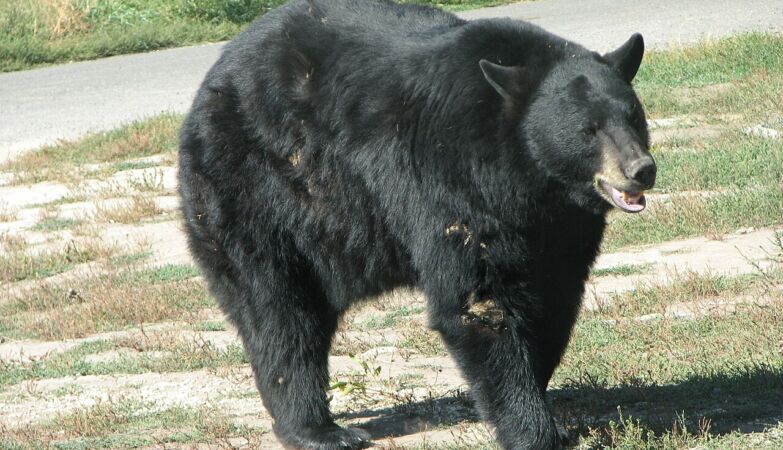 Bear… invades zoo, to live with other bears. “He was a gentleman”