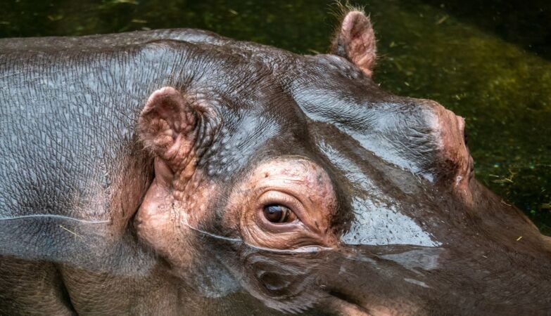 There were hippos in central Europe. They arrived in the Iberian Peninsula