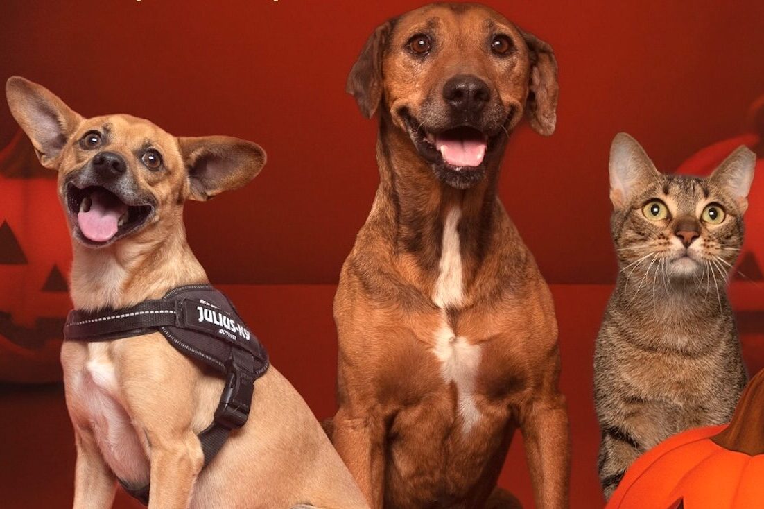 “Sweet or adoption?”: AlgarveShopping turns Halloween into a gesture of love for animals