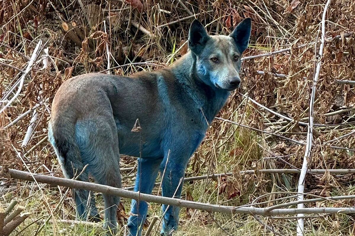 Three of the Chernobyl dogs appeared blue. There is an explanation