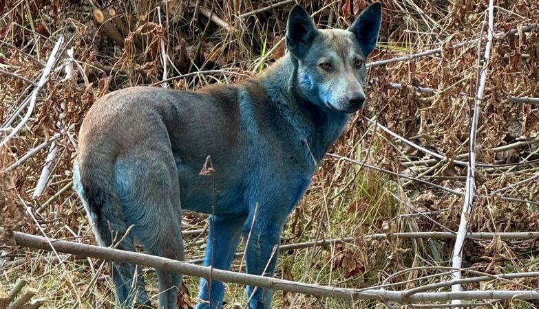 Three of the Chernobyl dogs appeared blue. There is an explanation