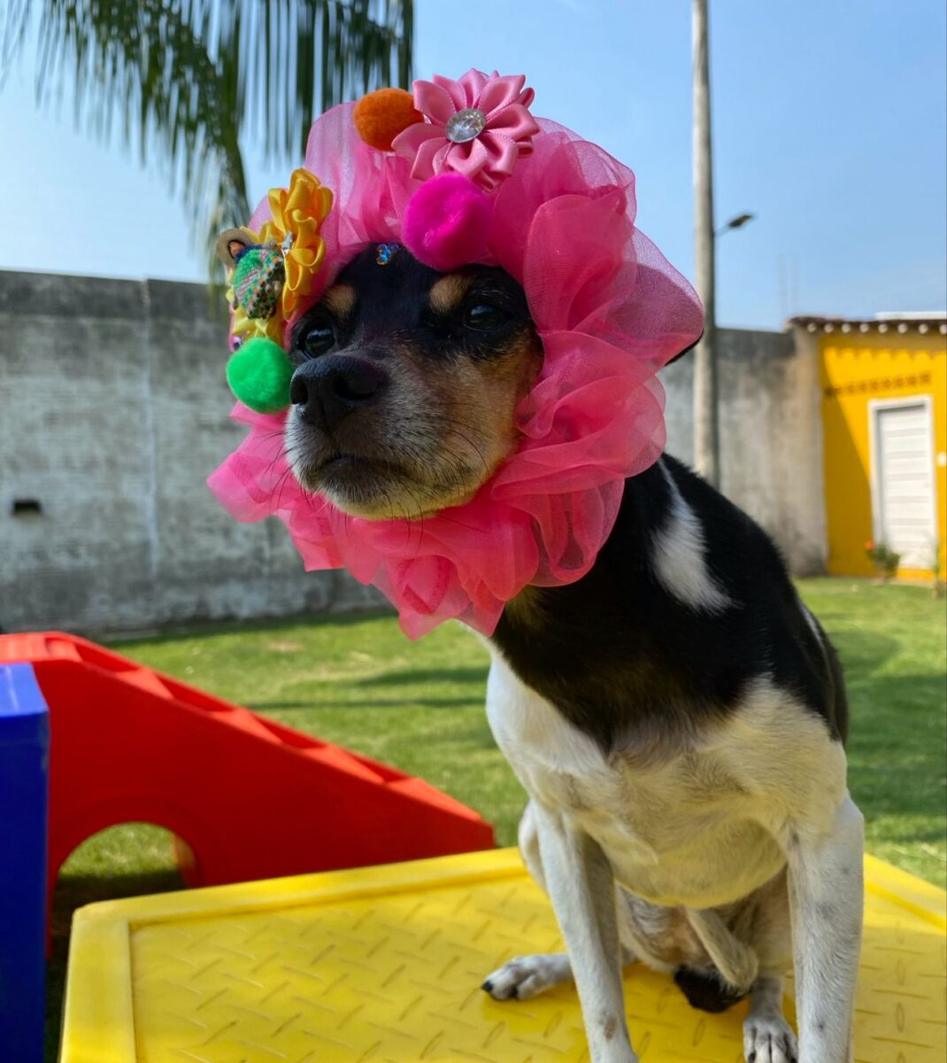 Company promotes 'Crazy Hair Day' and encourages owners and pets with creative hairstyles