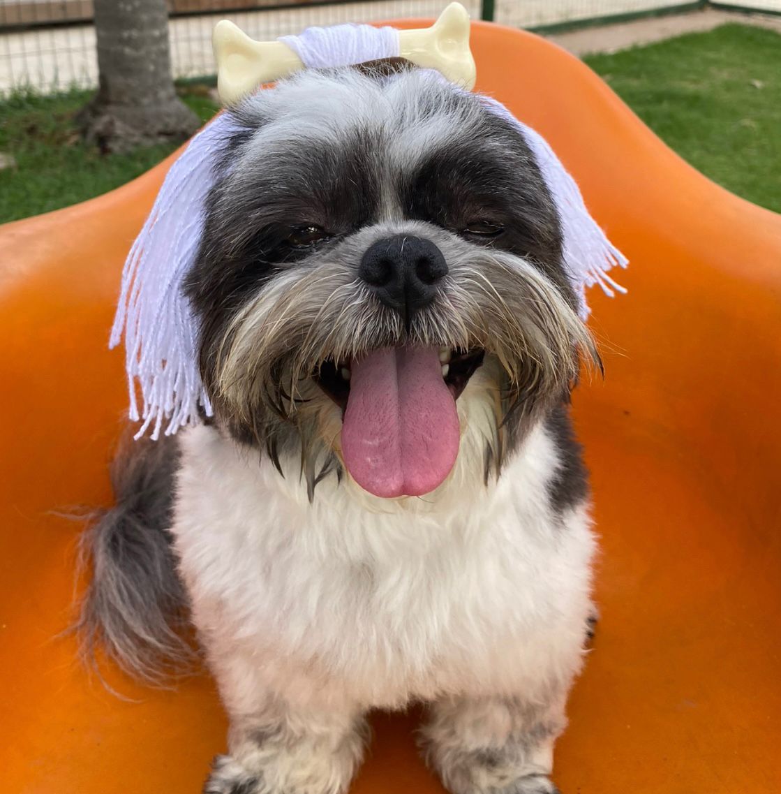 Company promotes 'Crazy Hair Day' and encourages owners and pets with creative hairstyles