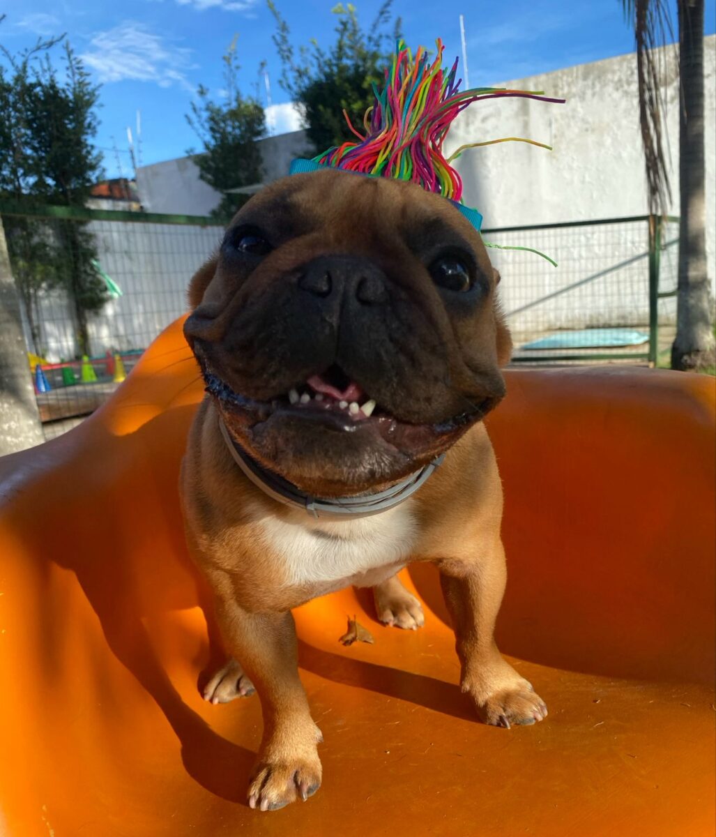 Company promotes 'Crazy Hair Day' and encourages owners and pets with creative hairstyles