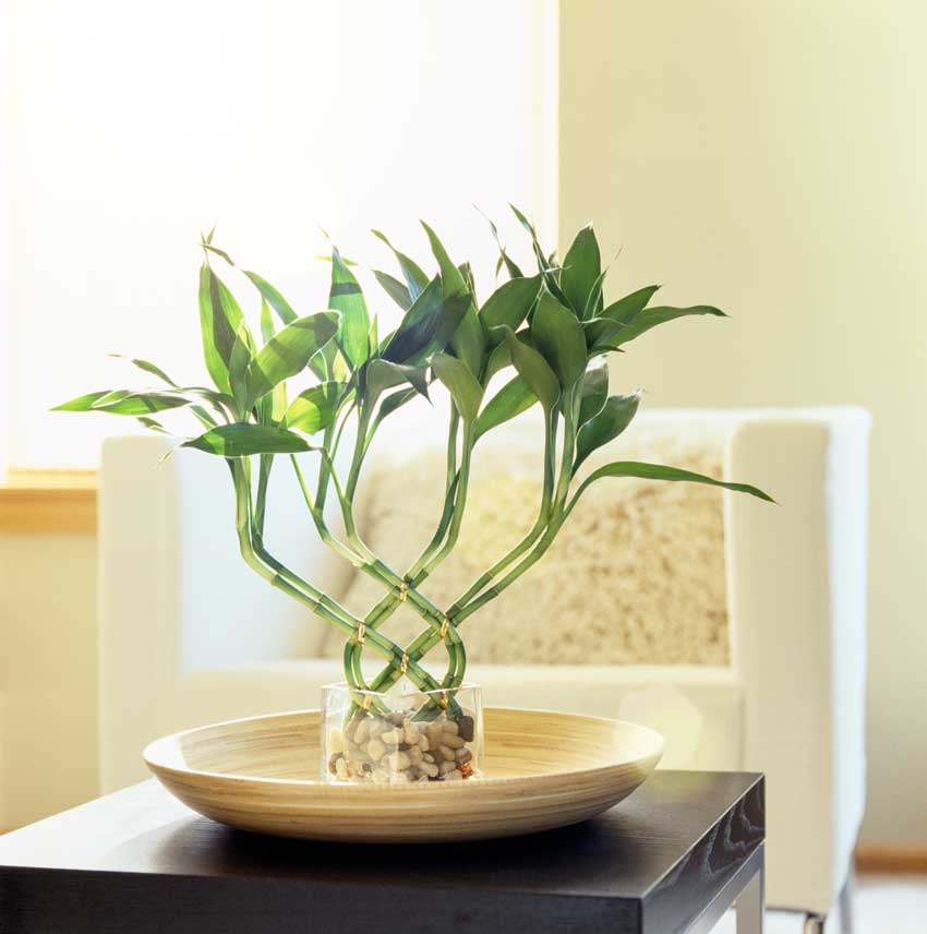 centerpiece with a fortune of luck