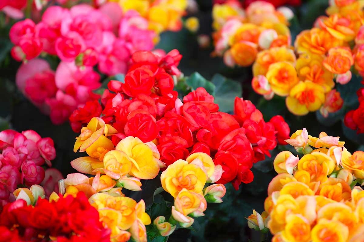 Begonie of various colors