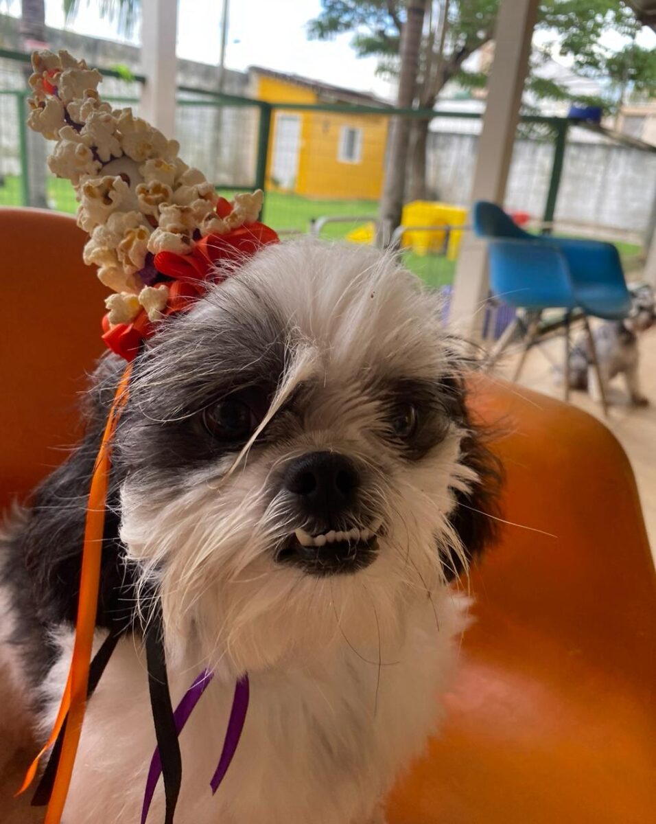 Company promotes 'Crazy Hair Day' and encourages owners and pets with creative hairstyles
