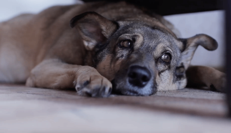 A dog, lying on the floor, with a sad look