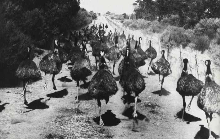 The Emu War: how these flightless birds defeated Australia's army