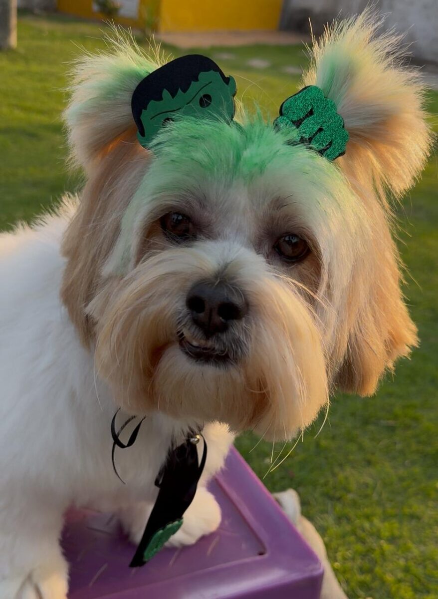 Company promotes 'Crazy Hair Day' and encourages owners and pets with creative hairstyles