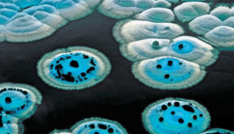 A powerful new antibiotic has been hiding in plain sight for decades