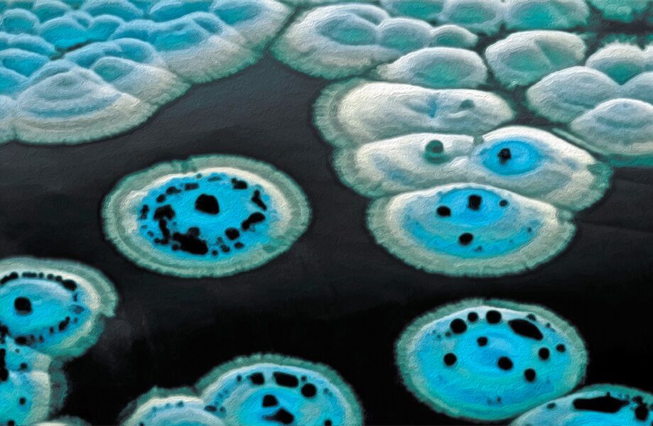 A powerful new antibiotic has been hiding in plain sight for decades