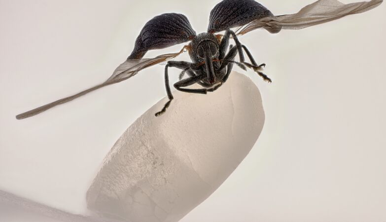 There is life in a grain of rice: here are the most impressive microphotographs of the year