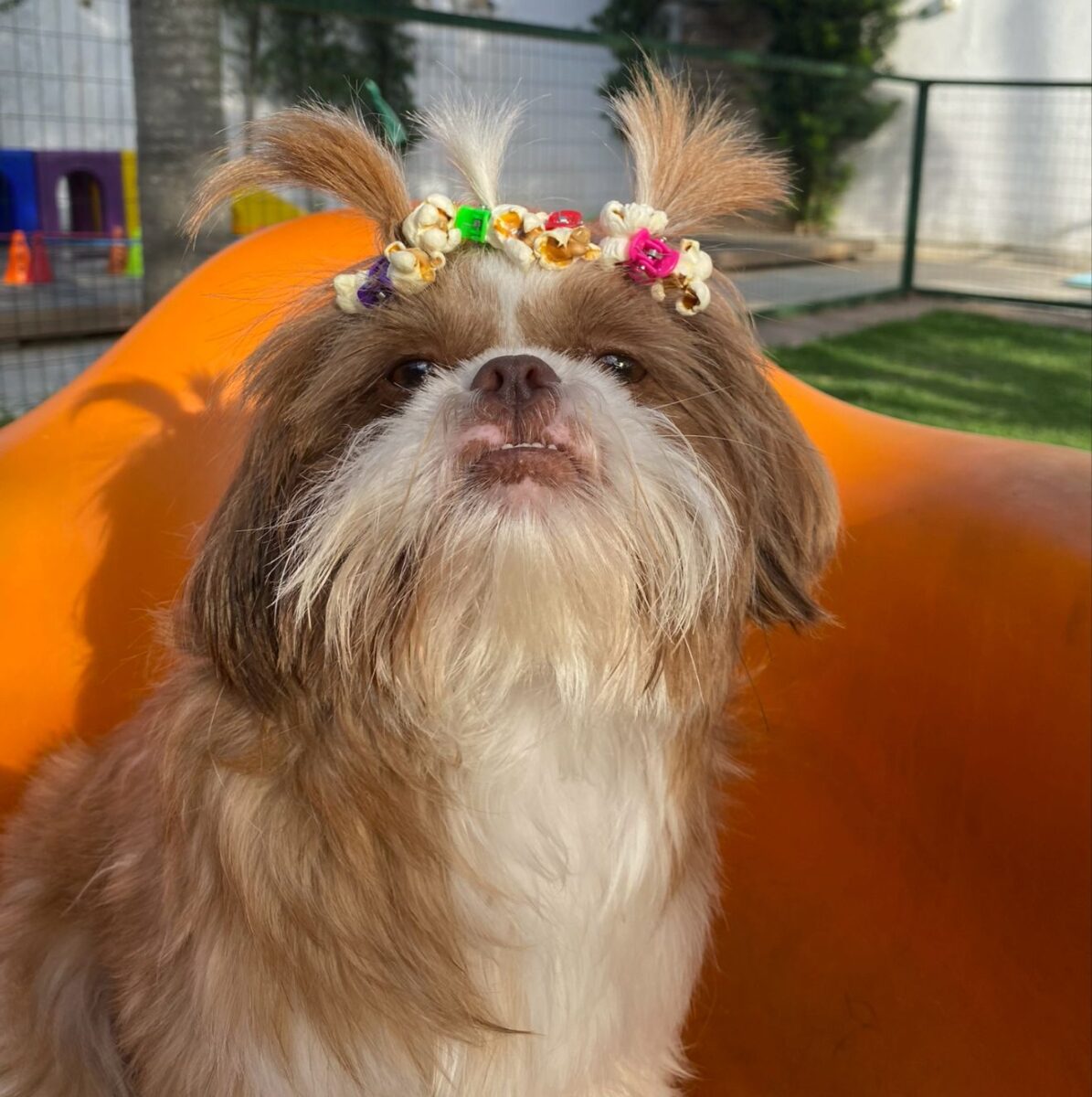 Company promotes 'Crazy Hair Day' and encourages owners and pets with creative hairstyles