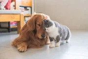 Mutt or race, a pet can change your life 