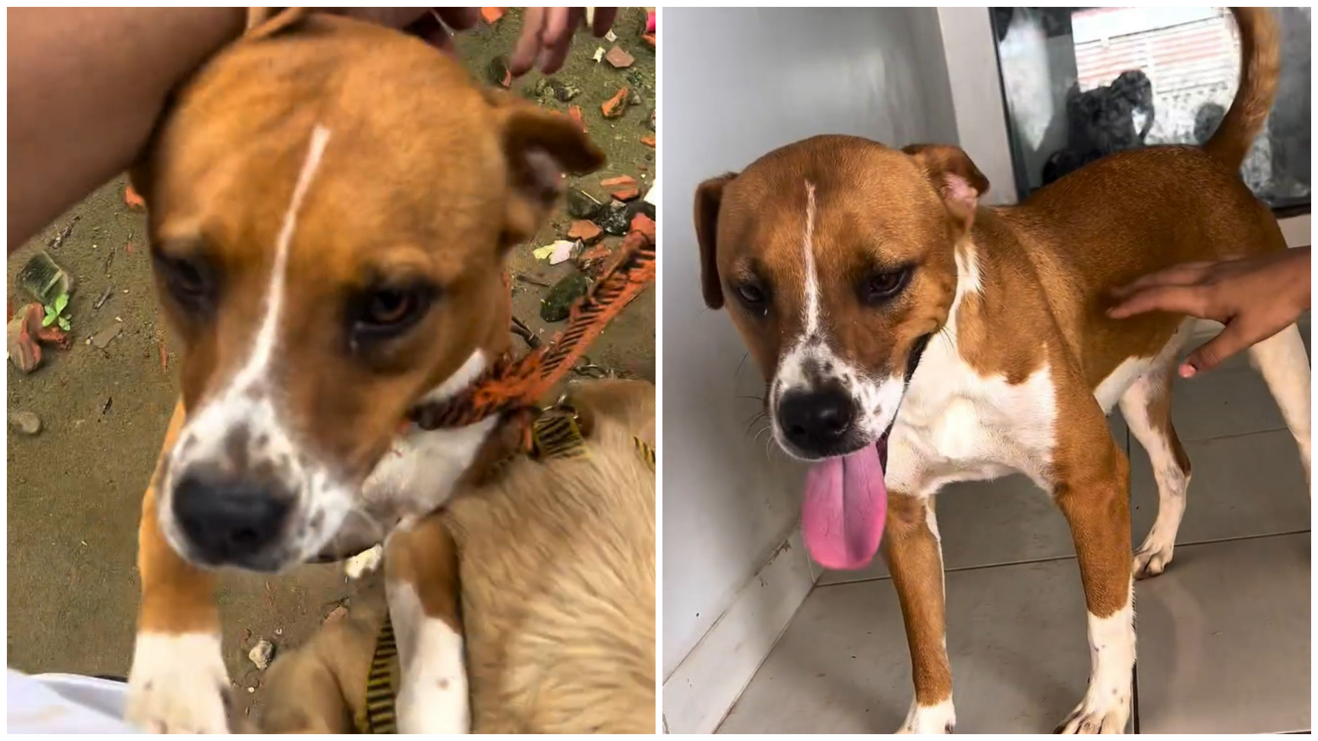 After his daughter's prayer, photographer from Acre finds missing dogs and moves the web
