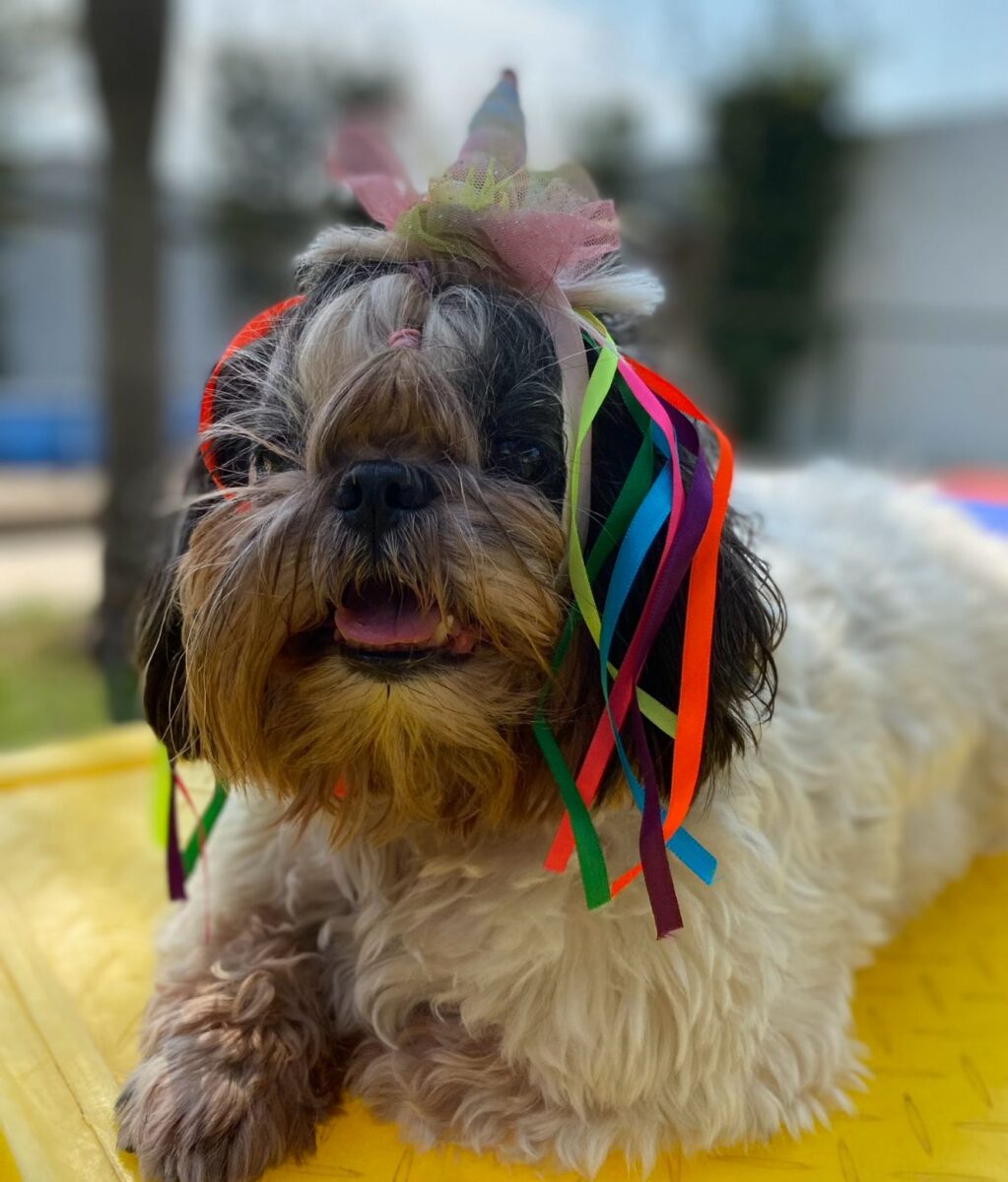 Company promotes 'Crazy Hair Day' and encourages owners and pets with creative hairstyles