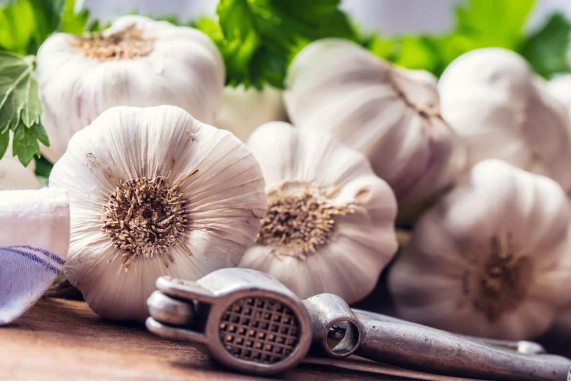 Garlic: How to use it to improve immunity and heart Garlic: How to use it to improve immunity and heart health