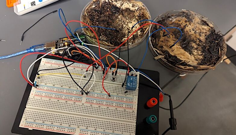 Scientists create living computer — powered by mushrooms