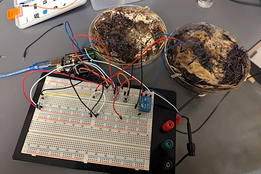 Scientists create living computer — powered by mushrooms