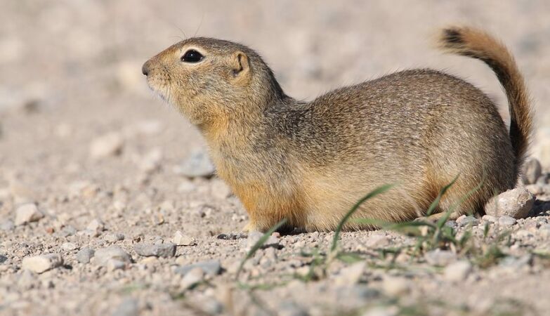 Plant “resurrects” 31,000 years later thanks to an Ice Age squirrel