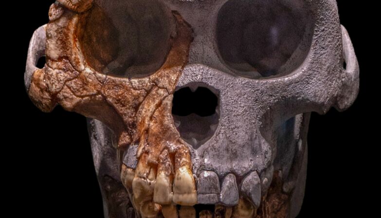 New evidence that humans evolved from an ape-like African ancestor