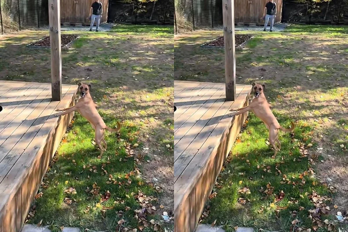 Dog raised in apartment is delighted to see the yard for the first time