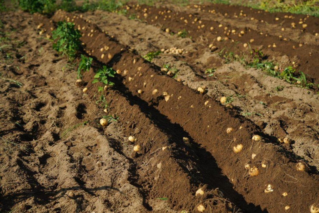 Soil after potato improvement