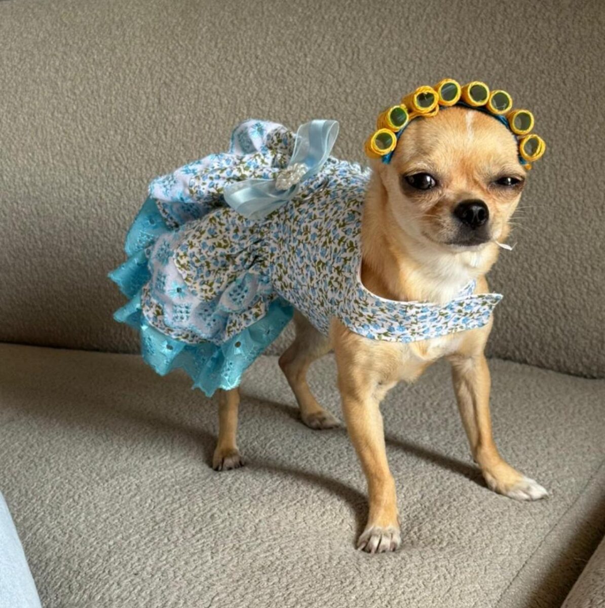 Company promotes 'Crazy Hair Day' and encourages owners and pets with creative hairstyles