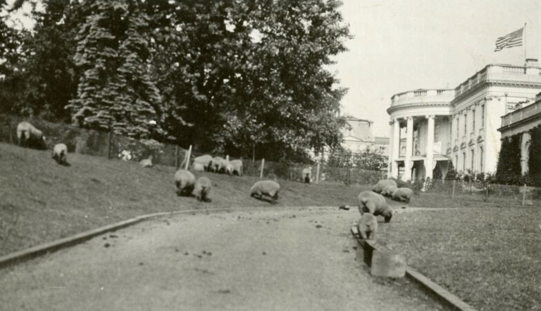 How a US President Used Sheep to Help the Red Cross (and Save Money)