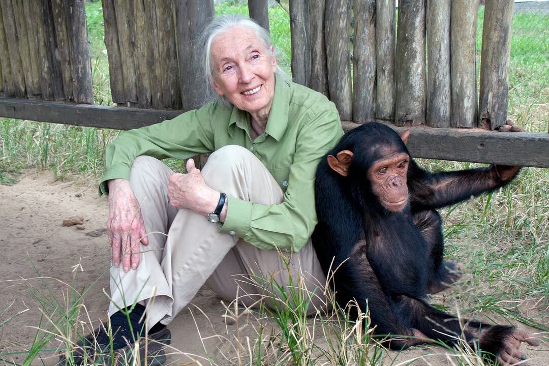 Jane Goodall died, the woman who showed us humanity in chimpanzees