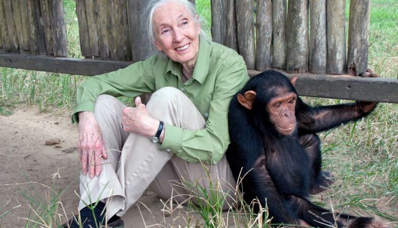 Jane Goodall died, the woman who showed us humanity in chimpanzees