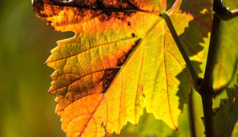 Vine disease spreads. Concerned Hungarian producers