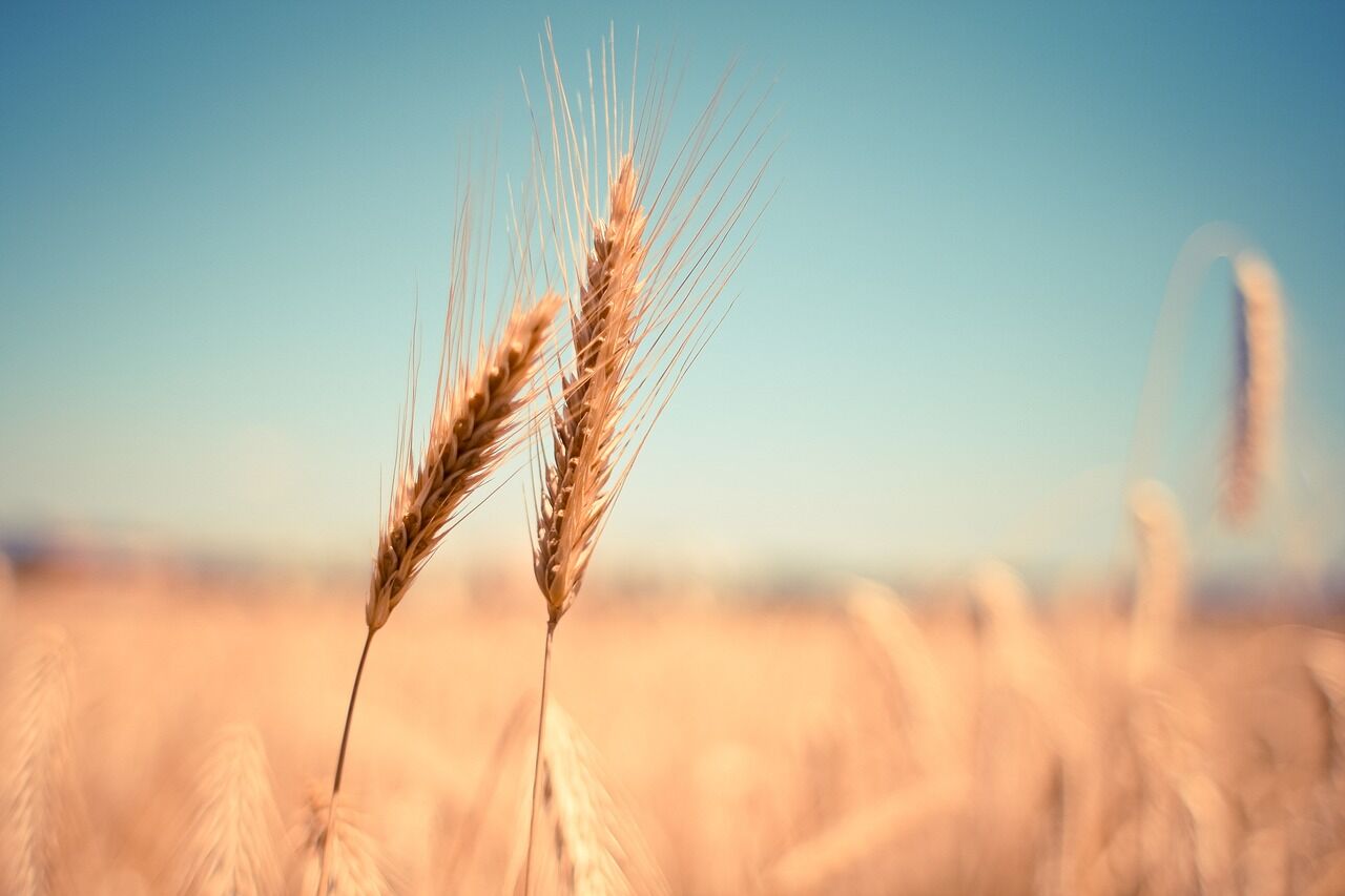 Newly discovered wheat variety could be the solution to global food security