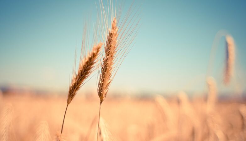 Newly discovered wheat variety could be the solution to global food security
