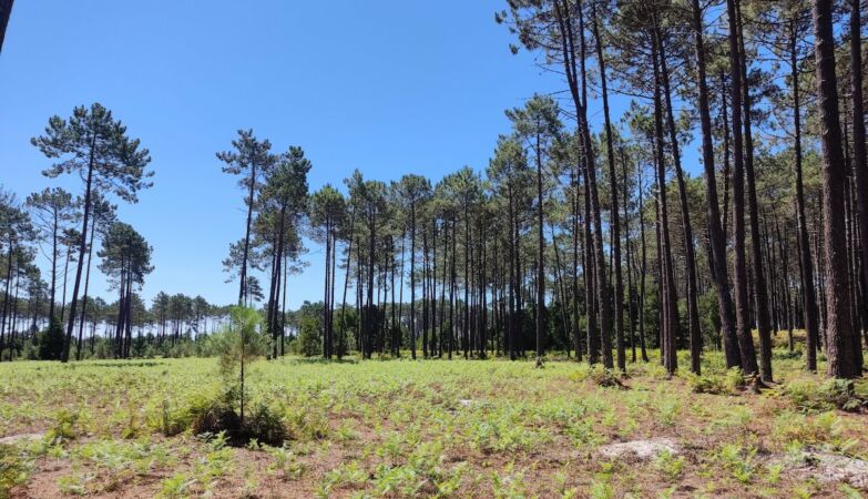 The trees that protect other trees