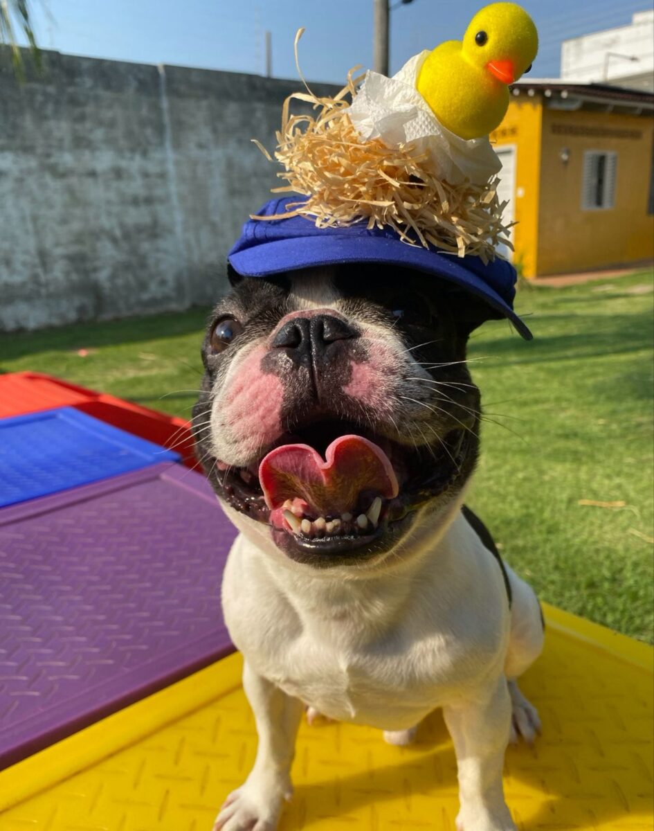 Company promotes 'Crazy Hair Day' and encourages owners and pets with creative hairstyles