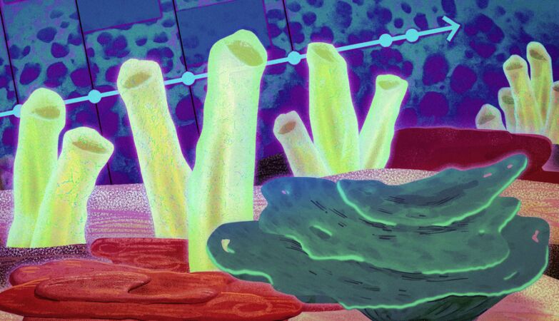SOLVED MYSTERY: We already know what the first animals in the world were like