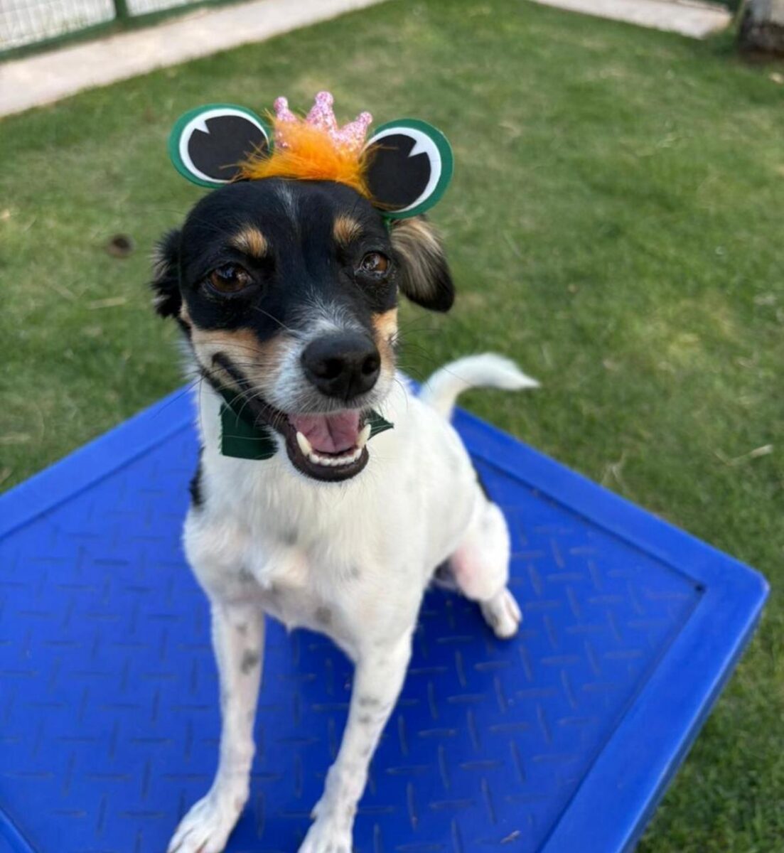 Company promotes 'Crazy Hair Day' and encourages owners and pets with creative hairstyles