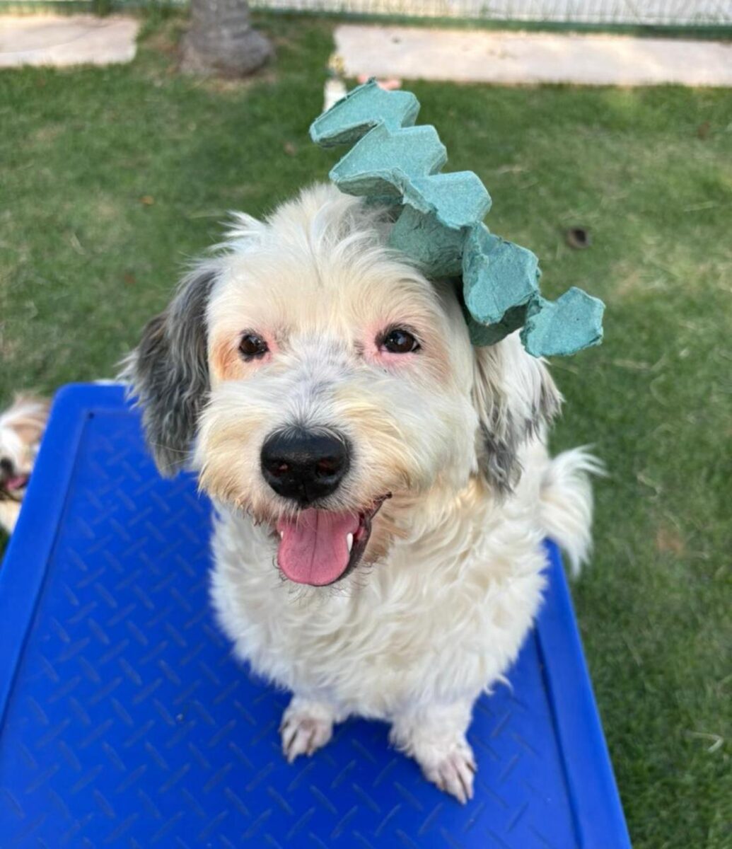 Company promotes 'Crazy Hair Day' and encourages owners and pets with creative hairstyles