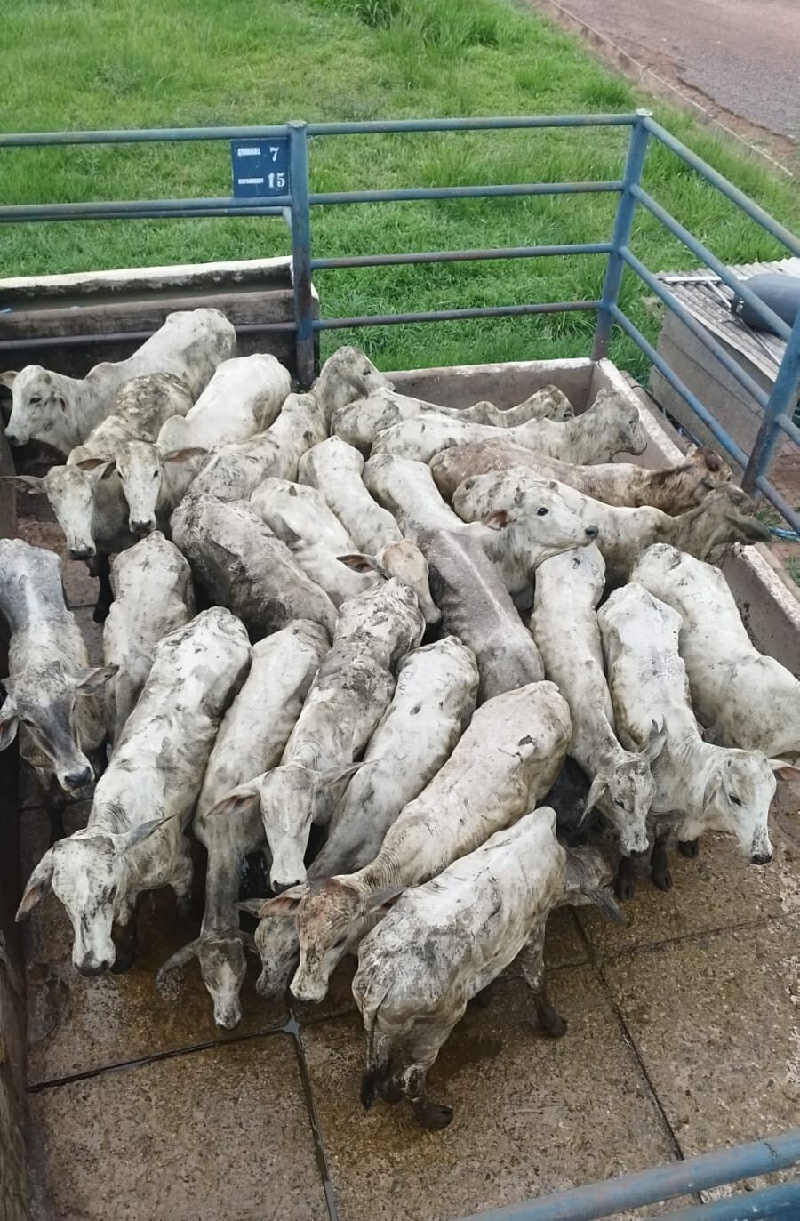 Man is arrested on suspicion of using counterfeit notes to hide the origin of cattle in Acre