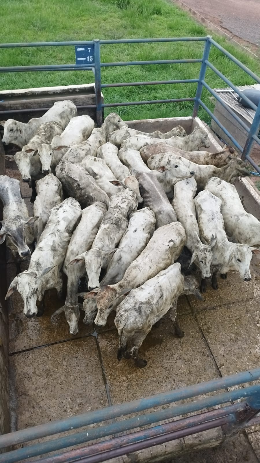 Man is arrested on suspicion of using counterfeit notes to hide the origin of cattle in Acre