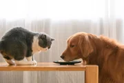 Many people also choose to have dogs and cats together