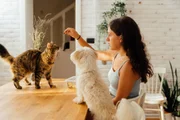 Living can be positive for pets