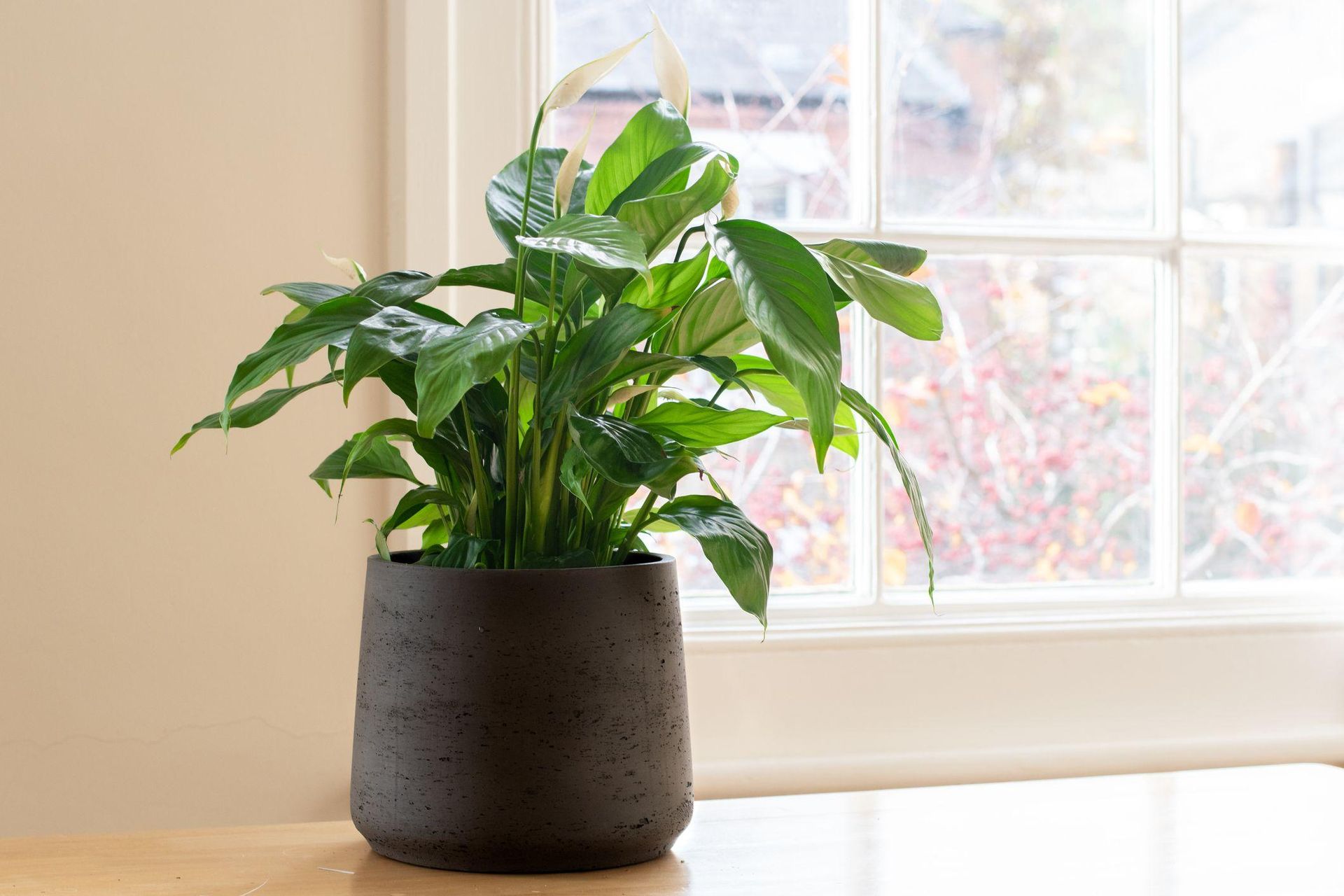 Potted flowers Water the Spathiphyllum with this once a week and it will bloom even in winter! I will shower you with flowers, like an aunt with PRL dollars. Conditioner strengthening the Spathiphyllum