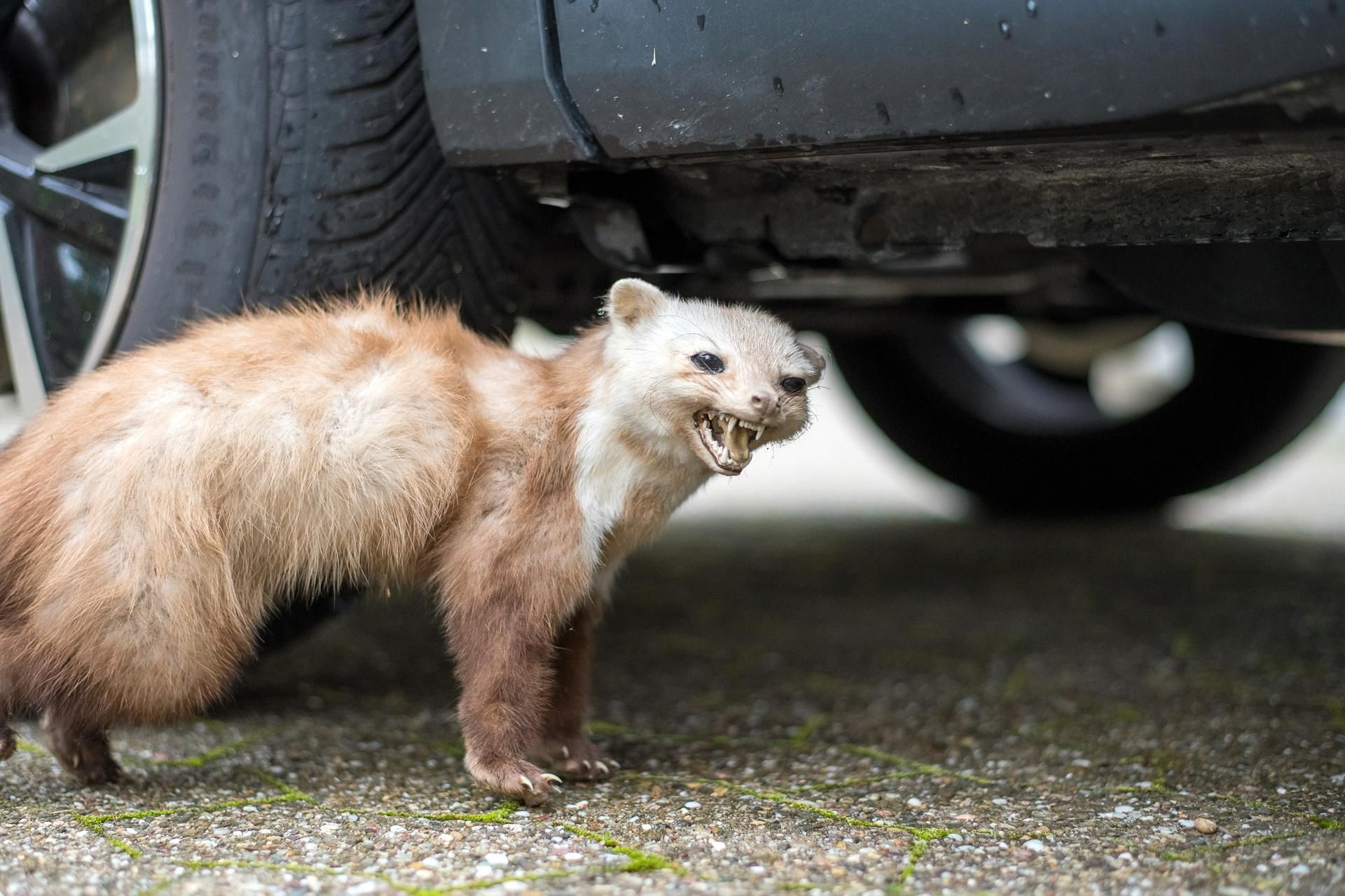 Pest in the car Put it under the hood of the car. The marten will give them a wide berth. This is the worst smell for the pest. A way to deal with a marten