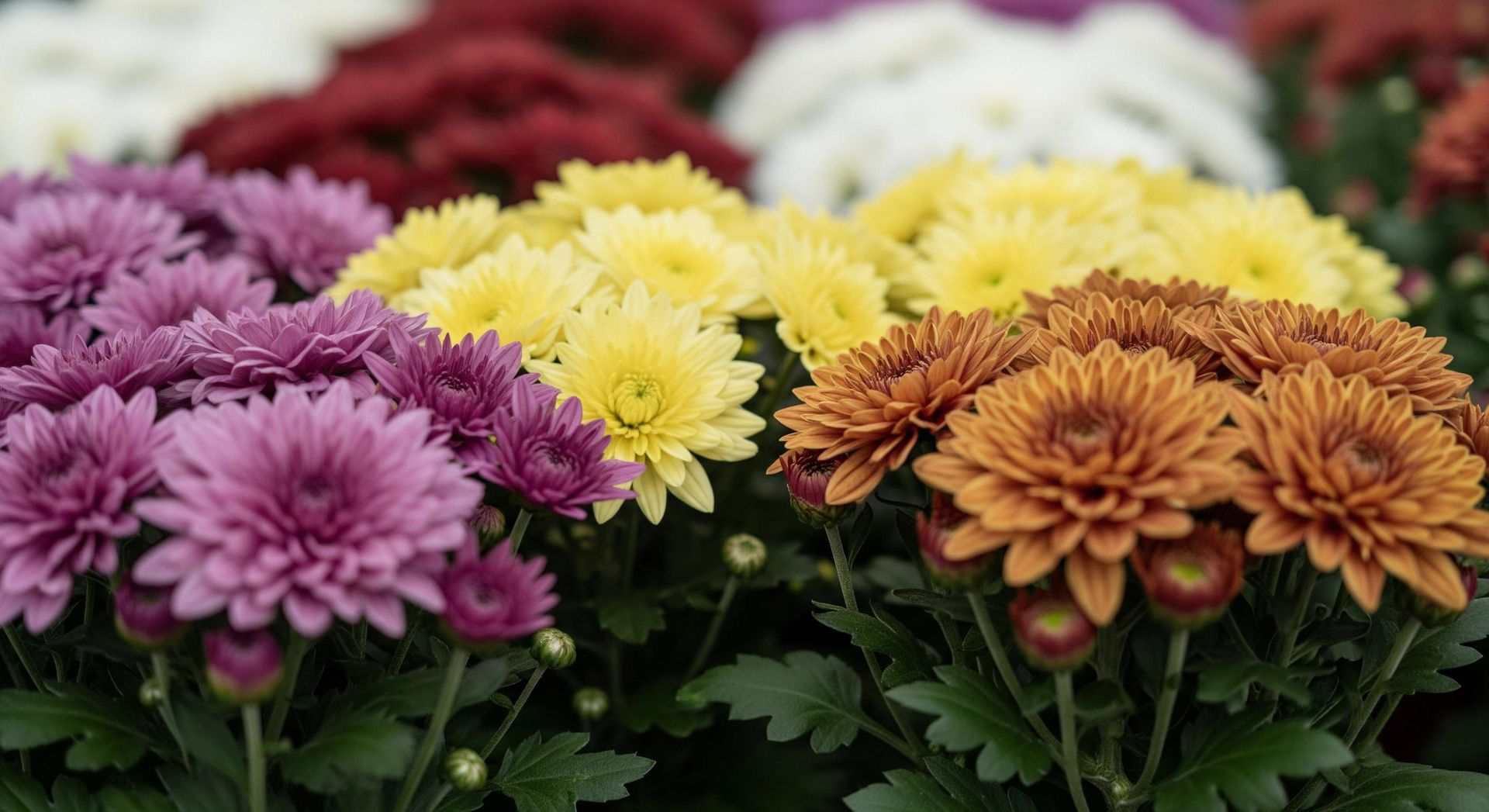 Tips for All Saints' Day Put chrysanthemums in a vase. Thanks to this, the flowers will last until December 1st. Care of cut chrysanthemums