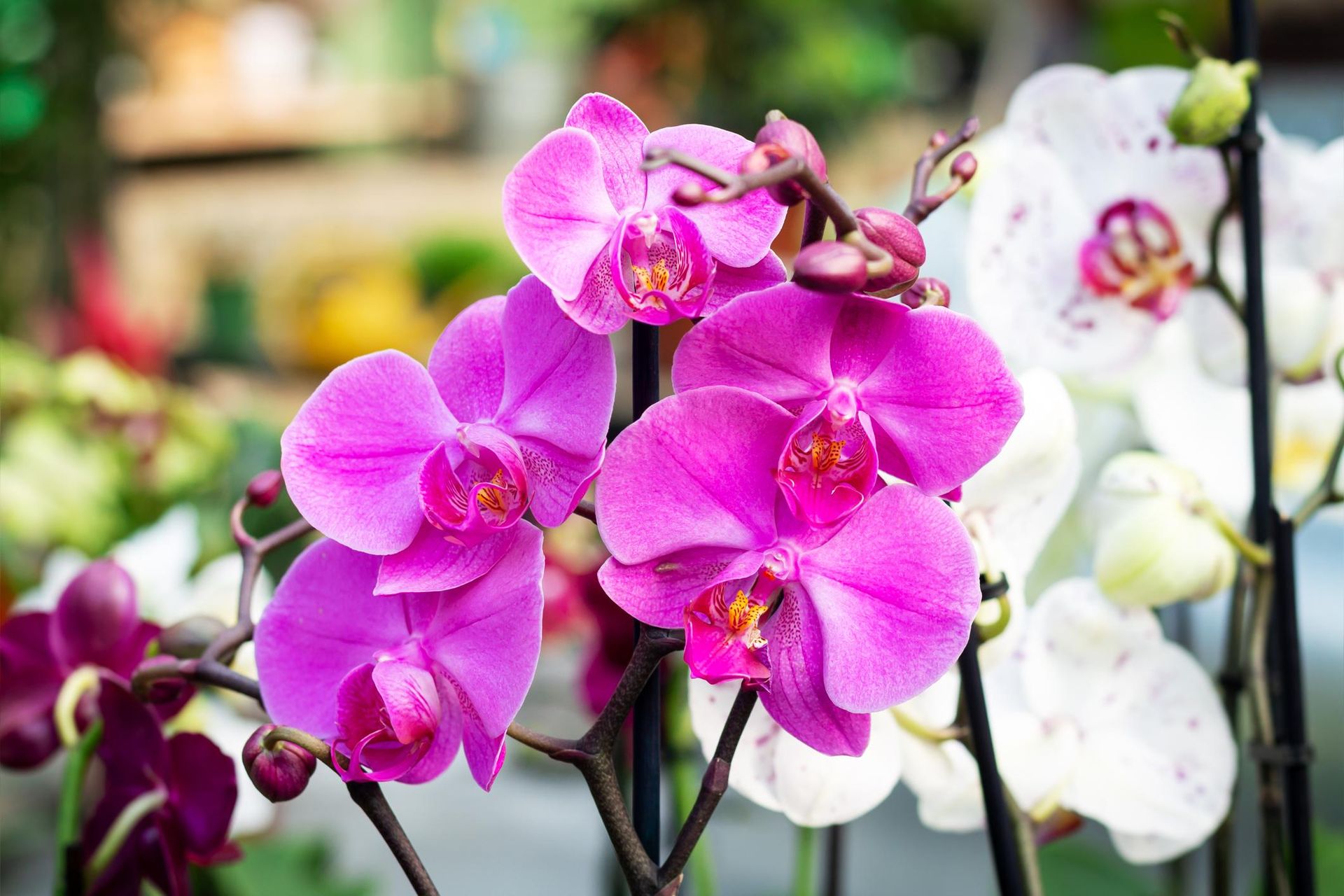 Potted flowers Pour water and leave for 1 day. This conditioner will stimulate your orchid during the winter. A dying flower will regain its beautiful appearance. Orchid care