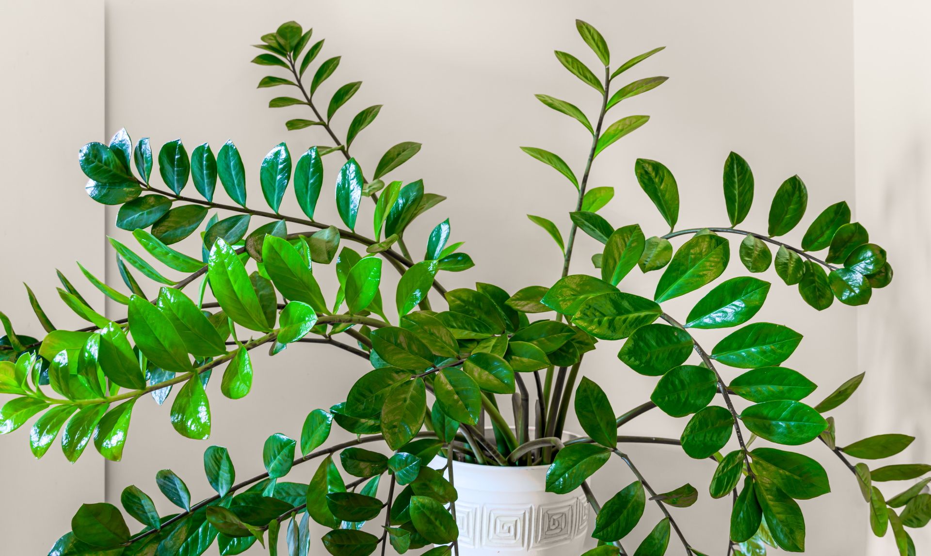 Potted flowers Even 100 grams of this added to water will stimulate the dying zamioculcas. New leaves will appear on the stems and the plant will be proud and green. Apartment decoration